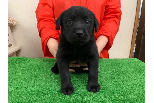 成約済の愛知県のラブラドールレトリーバー-93273の1枚目