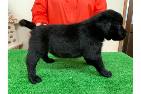 成約済の愛知県のラブラドールレトリーバー-93273の3枚目