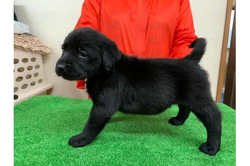 成約済の愛知県のラブラドールレトリーバー-93273の2枚目