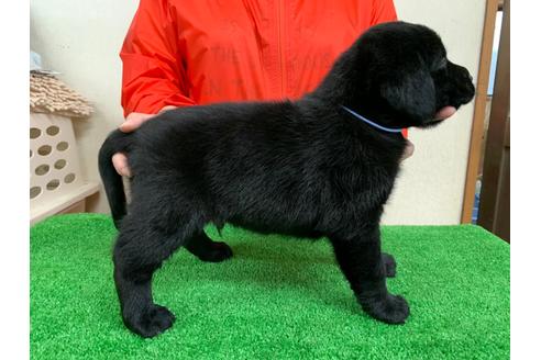 成約済の愛知県のラブラドールレトリーバー-93274の3枚目