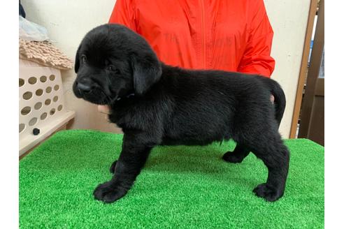 成約済の愛知県のラブラドールレトリーバー-93274の2枚目