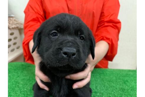 成約済の愛知県のラブラドールレトリーバー-93274の1枚目