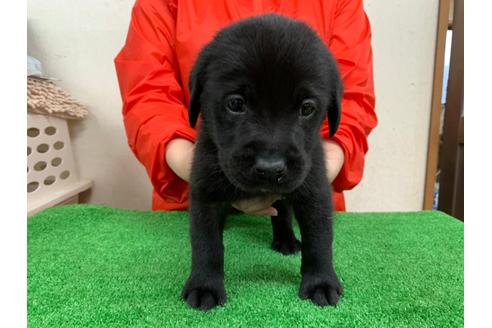 成約済の愛知県のラブラドールレトリーバー-93275の3枚目