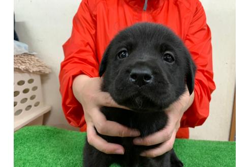 成約済の愛知県のラブラドールレトリーバー-93275の1枚目