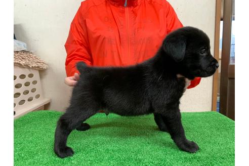 成約済の愛知県のラブラドールレトリーバー-93275の2枚目