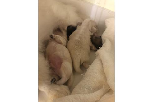成約済の愛知県のペキニーズ-93322の5枚目