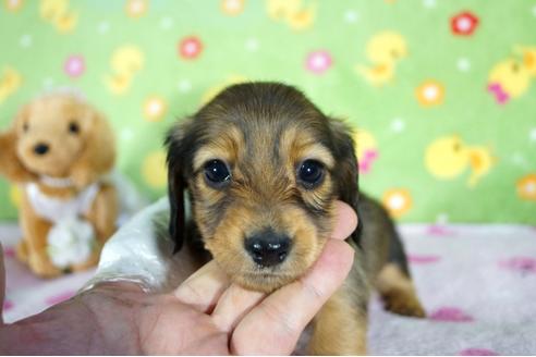 成約済の兵庫県のミニチュアダックスフンド(ロングヘアード)-93323の2枚目