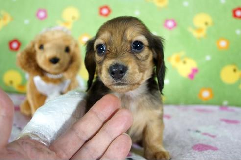 成約済の兵庫県のミニチュアダックスフンド(ロングヘアード)-93326の1枚目