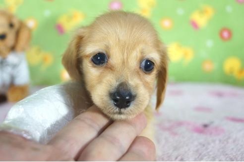 成約済の兵庫県のミニチュアダックスフンド(ロングヘアード)-93330の1枚目