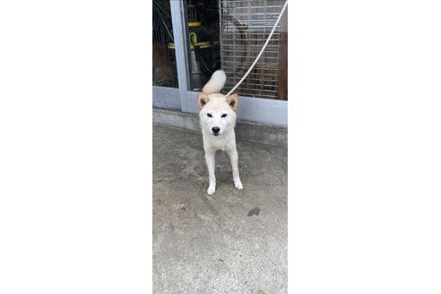 成約済の広島県の柴犬-93297