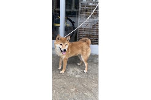 成約済の広島県の柴犬-93298