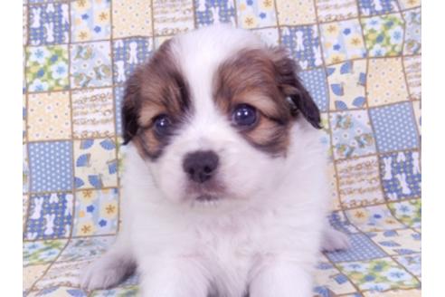 成約済の千葉県のパピヨン-93358の8枚目