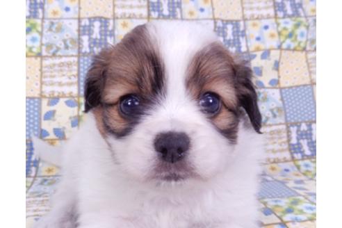 成約済の千葉県のパピヨン-93358の7枚目