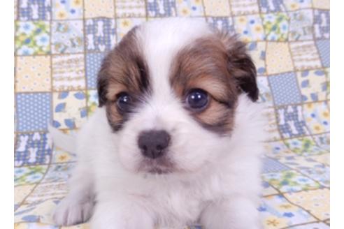 成約済の千葉県のパピヨン-93358の6枚目