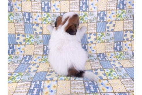 成約済の千葉県のパピヨン-93358の5枚目