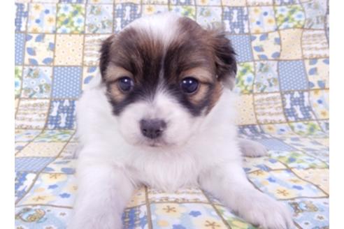 成約済の千葉県のパピヨン-93361の8枚目