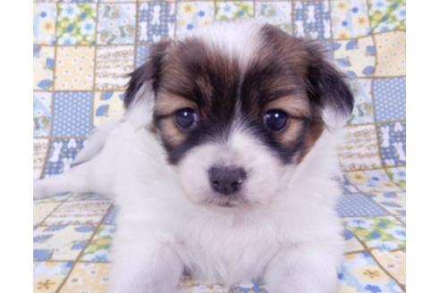 成約済の千葉県のパピヨン-93361の7枚目