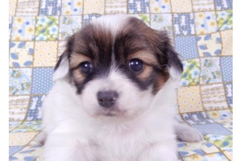 成約済の千葉県のパピヨン-93361の6枚目