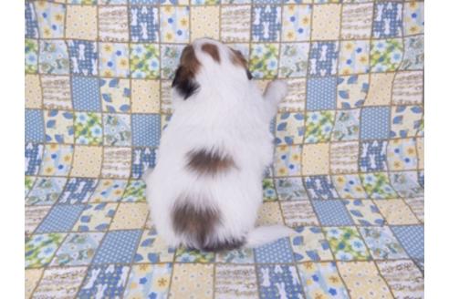 成約済の千葉県のパピヨン-93361の5枚目