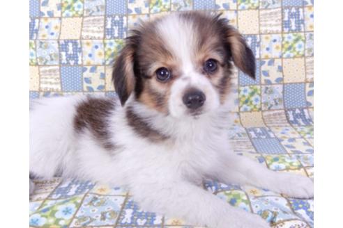 成約済の千葉県のパピヨン-93362の1枚目