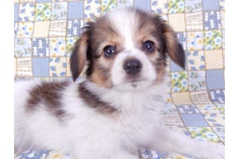 成約済の千葉県のパピヨン-93362の4枚目