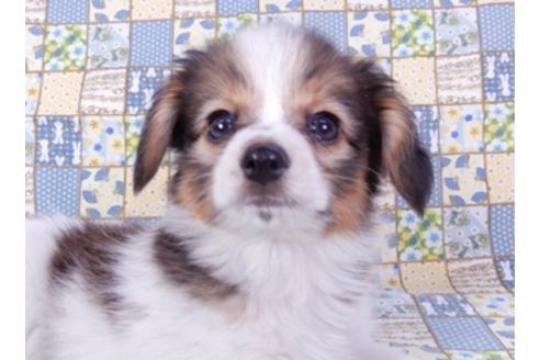 成約済の千葉県のパピヨン-93362の3枚目