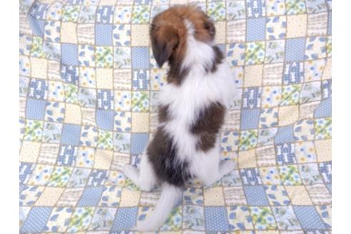 成約済の千葉県のパピヨン-93362の2枚目