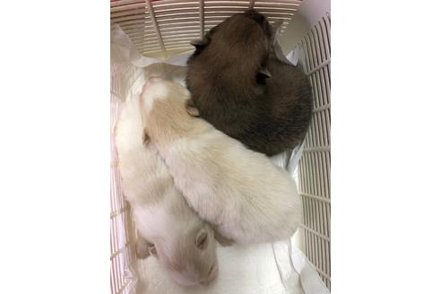 成約済の三重県のポメラニアン-93388の6枚目