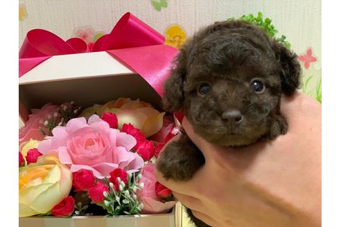 成約済の埼玉県のティーカッププードル-93395の1枚目