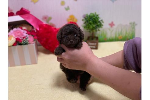 成約済の埼玉県のティーカッププードル-93395の4枚目