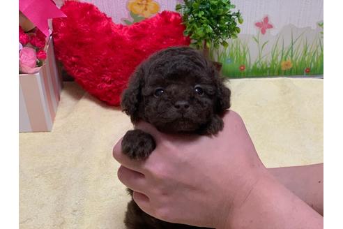 成約済の埼玉県のティーカッププードル-93395の2枚目