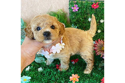 広島県のミックス犬 女の子 2020 02 11生まれ 大人気のmix犬ビションプーちゃん 子犬id 92917 ブリーダーナビ