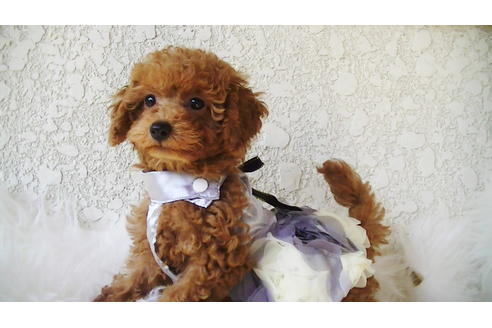 成約済の福岡県のタイニープードル-89013の3枚目