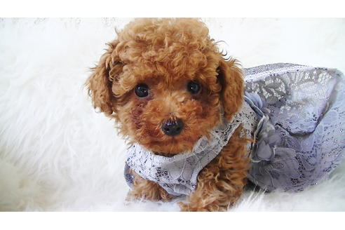 成約済の福岡県のティーカッププードル-89012の1枚目