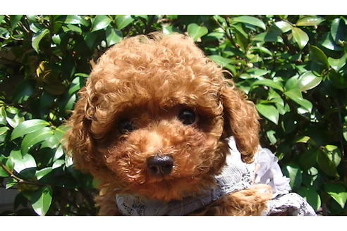 成約済の福岡県のティーカッププードル-89012の6枚目