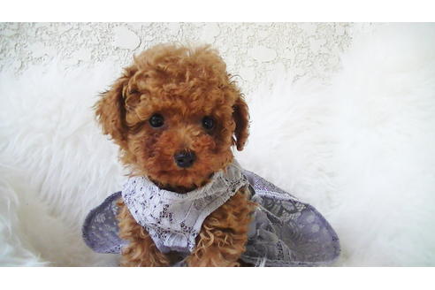 成約済の福岡県のティーカッププードル-89012の4枚目