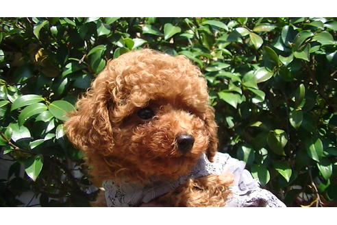 成約済の福岡県のティーカッププードル-89012の3枚目