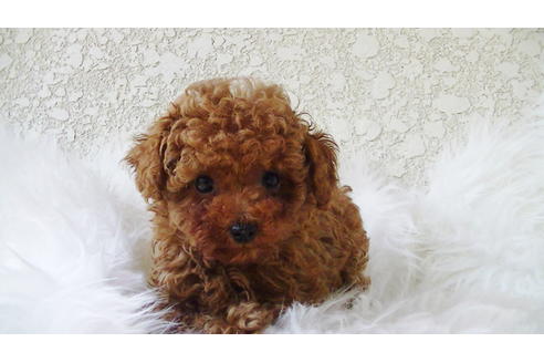 成約済の福岡県のティーカッププードル-89012の2枚目