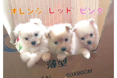 成約済の北海道のポメプー:ポメラニアン×トイプードル-93429