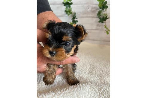 成約済の静岡県のヨークシャーテリア-93431の4枚目