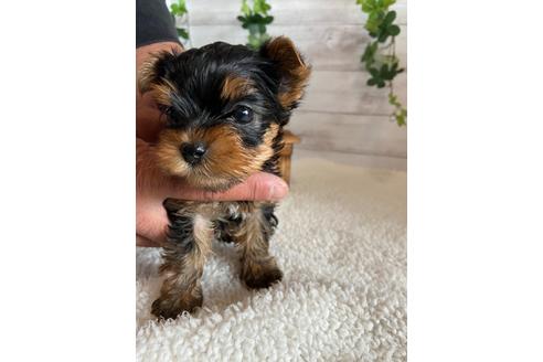 成約済の静岡県のヨークシャーテリア-93431の1枚目