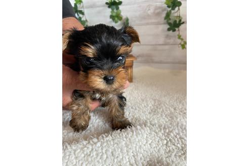 成約済の静岡県のヨークシャーテリア-93431の3枚目