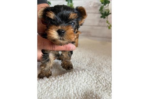成約済の静岡県のヨークシャーテリア-93431の2枚目