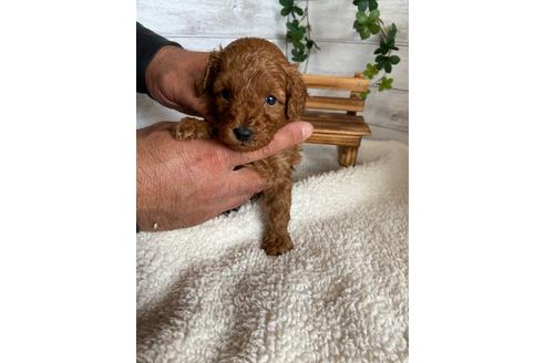 成約済の静岡県のトイプードル-91765の4枚目