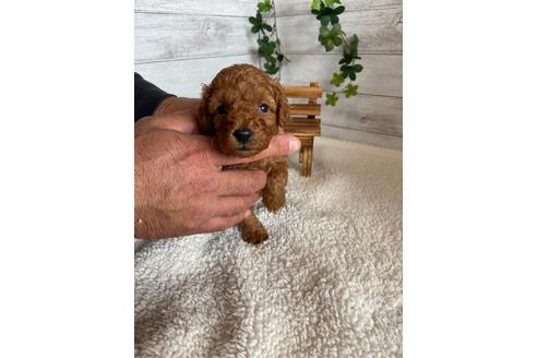 成約済の静岡県のトイプードル-91765