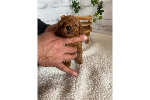 成約済の静岡県のトイプードル-91765の2枚目