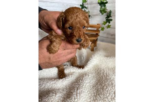 成約済の静岡県のトイプードル-91765の3枚目