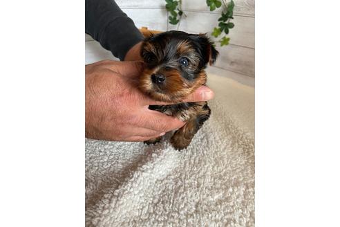 成約済の静岡県のヨークシャーテリア-91777