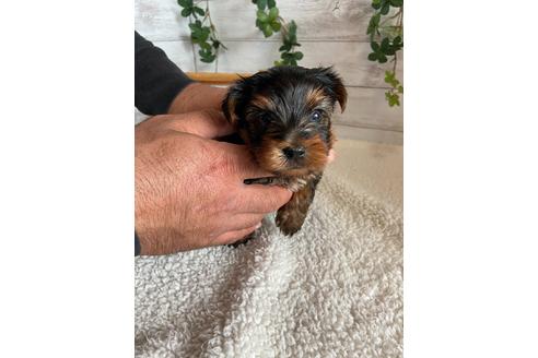 成約済の静岡県のヨークシャーテリア-91777の2枚目