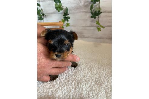 成約済の静岡県のヨークシャーテリア-91775の2枚目